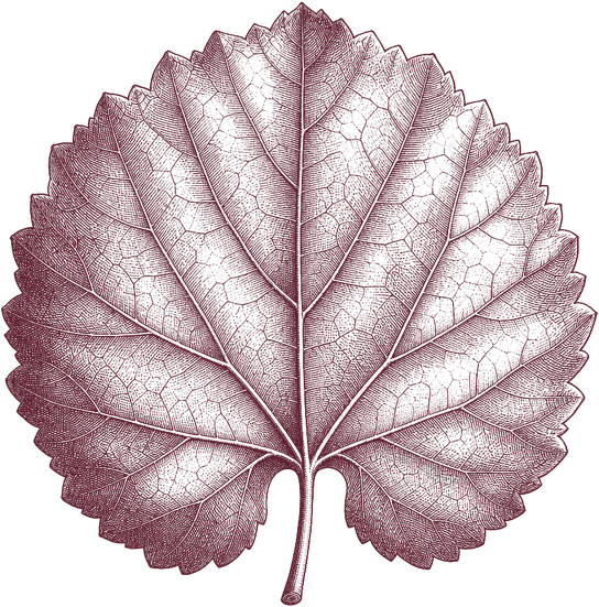 Feuille de duras gravée au trait : limbe presque circulaire, sinus peu marqués, dents courtes.