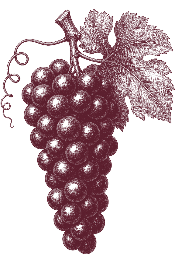 Planche I. Grappe de braucol cylindro-conique, gravée au trait : grains ombrés au pointillé, une feuille de vigne et une vrille.